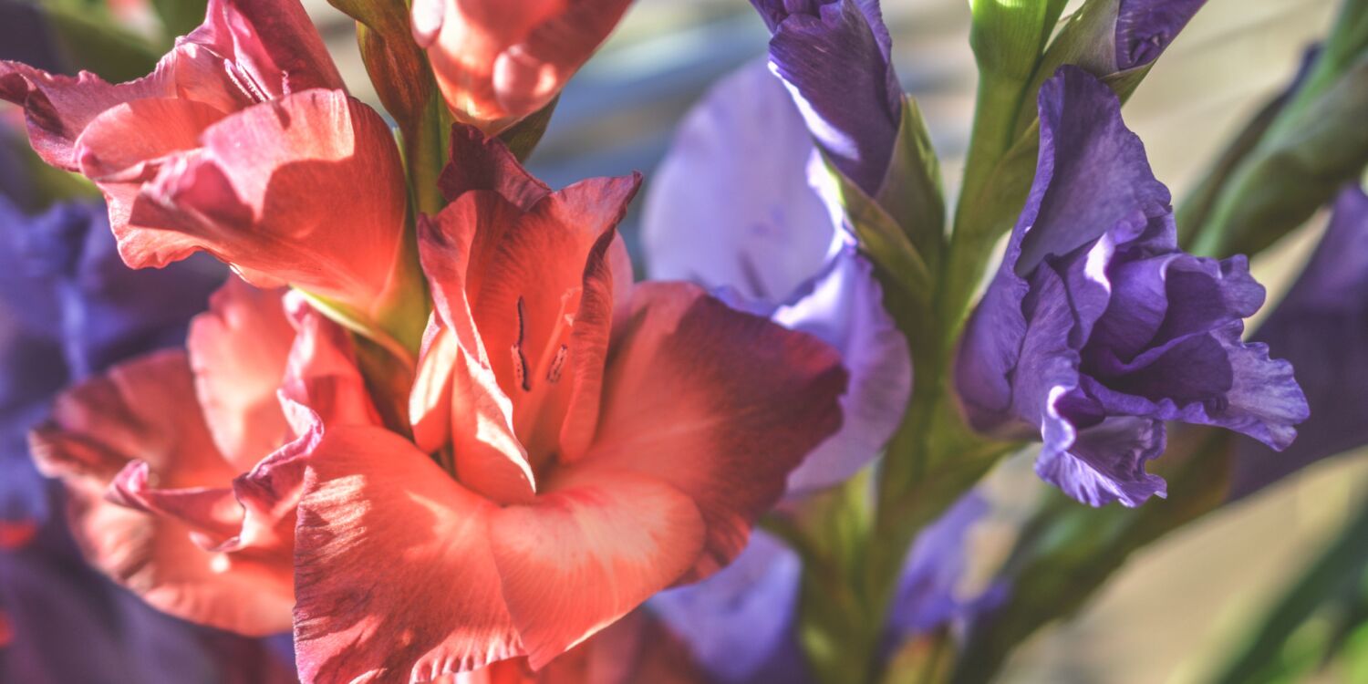Gladioli 