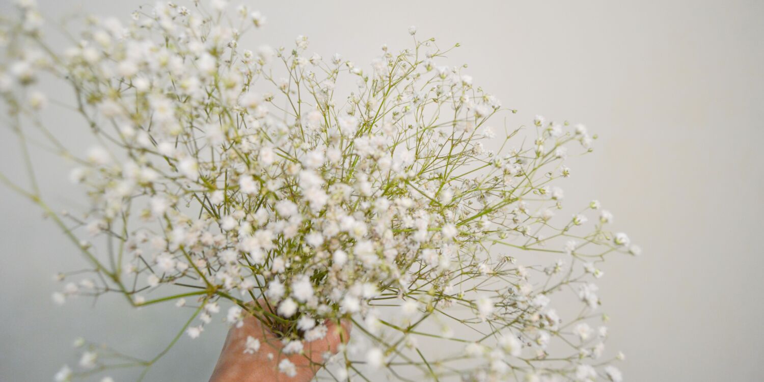 Gypsophila